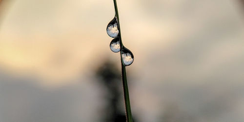 Close-up of water drops on plant