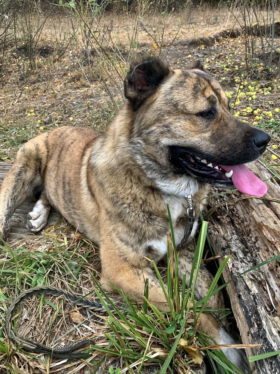 DOG RELAXING ON FIELD