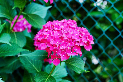 Close-up of pink flowering plant