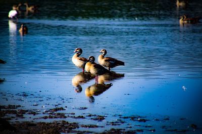 Ducks swimming on lake