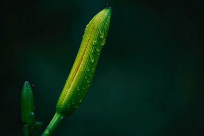 Close-up of wet plant against black background