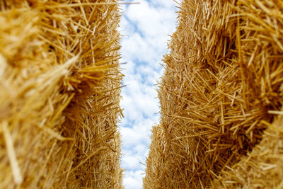 Close-up of hay bales