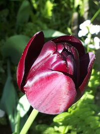 Close-up of red tulip