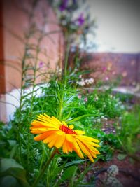 Close-up of yellow flowers blooming