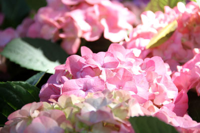 Close-up of pink flowering plant