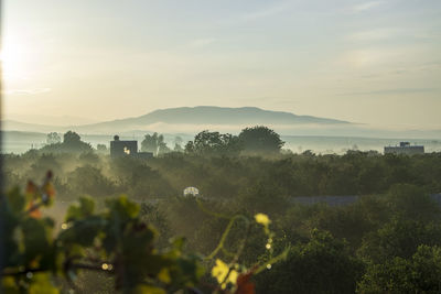 High angle view of our graden at sunrise after a rainy day shot on the roof