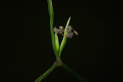 Close-up of plant against black background