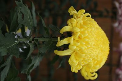 Close-up of yellow flowering plant