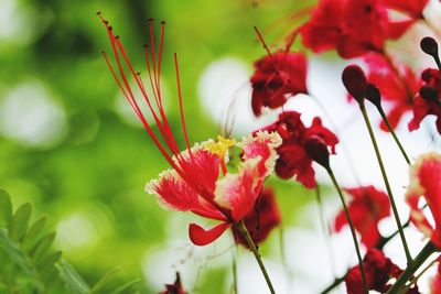 Close-up of red flowers