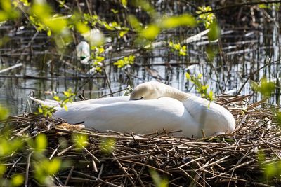 Swan sitting in nest by lake