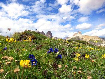 Scenic view of crocus field against sky