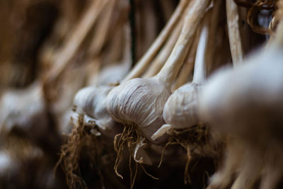 Close-up of mushroom growing on plant