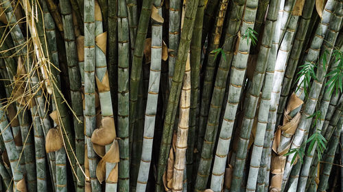 Full frame shot of bamboo on tree trunk