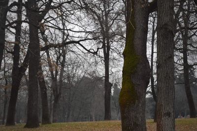 Bare trees in forest