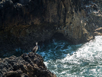 View of bird perching on rock in sea