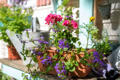 Colorful flowers on a rustic backyard potting table