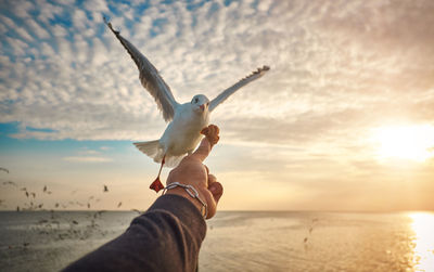 Cropped of hand feeding seagull by sea at sunset