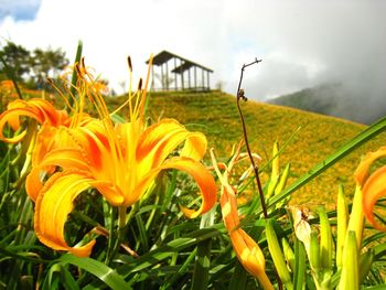 Close-up of yellow flowers growing in field