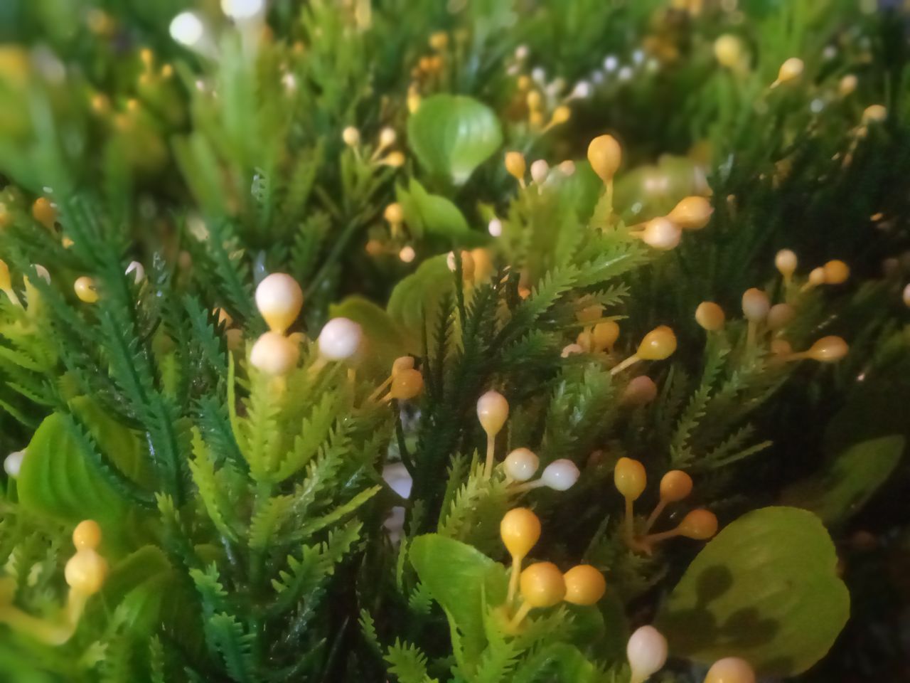 plant, green, tree, growth, nature, food, flower, leaf, food and drink, no people, plant part, branch, close-up, beauty in nature, selective focus, macro photography, freshness, healthy eating, outdoors, evergreen, vegetable, shrub, day, christmas tree, pine tree, land, grass