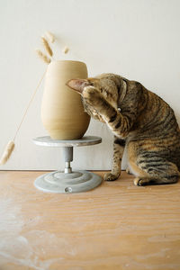 Disabled cat without eyes next to the vase