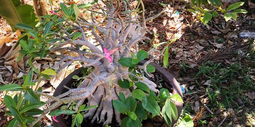 High angle view of flowering plant on field