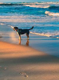 Dog standing on beach