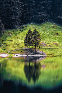 Scenic view of lake in forest