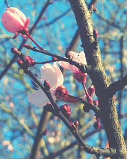 Close-up low angle view of branches