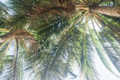 Low angle view of palm trees against sky