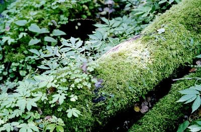Close-up of white flowers