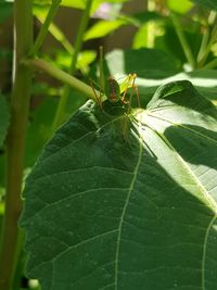 Close-up of insect on leaf