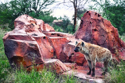 View of an animal on rock