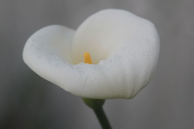 Close-up of white flowers