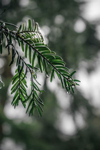 Close-up of raindrops on tree branch