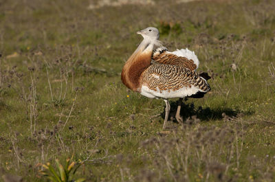 View of a bird on land