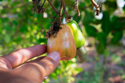 Cropped image of hand holding fruit