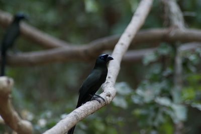 Close-up of bird perching on branch