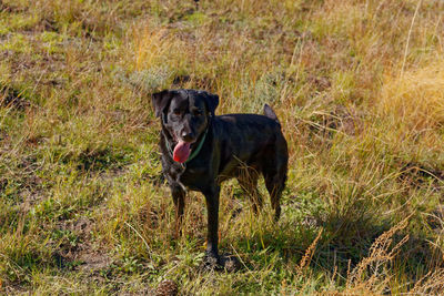 Portrait of dog running on field