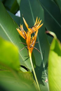 Close-up of red flowering plant