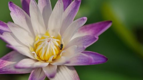 Close-up of bee on flower