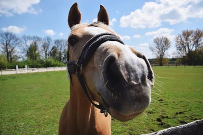 Horse grazing on grassy field