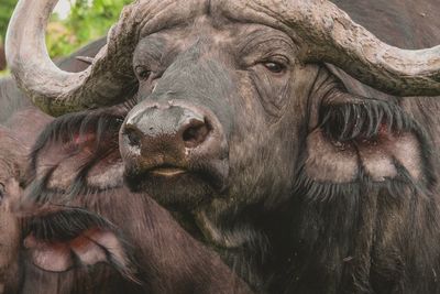 Close-up portrait of a buffalo