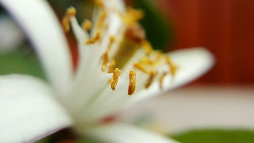 Close-up of flower against blurred background