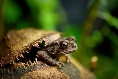 Close-up of lizard on wood