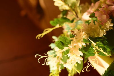 Close-up of white flowering plant