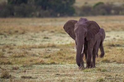 Elephant in a field