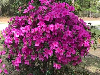 Close-up of pink flowers blooming in spring