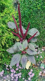 High angle view of pink flowering plant on field
