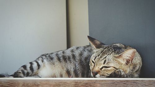 Close-up of cat sleeping