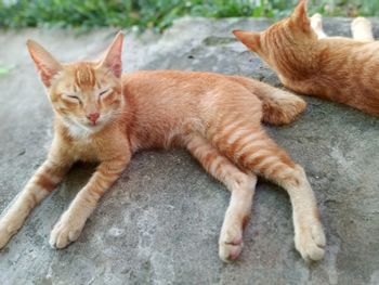 High angle view of cat lying down